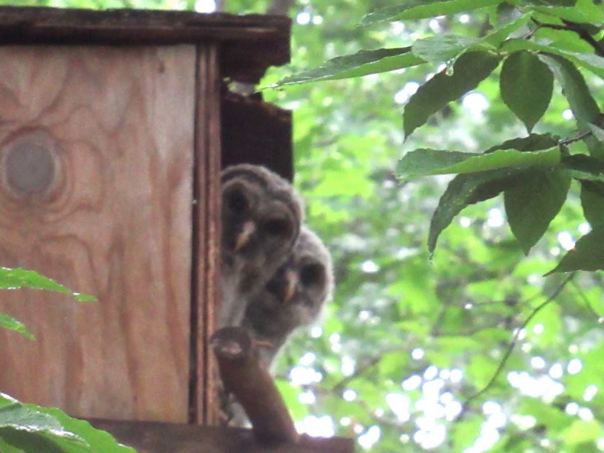 Barred Owl - ML618491490