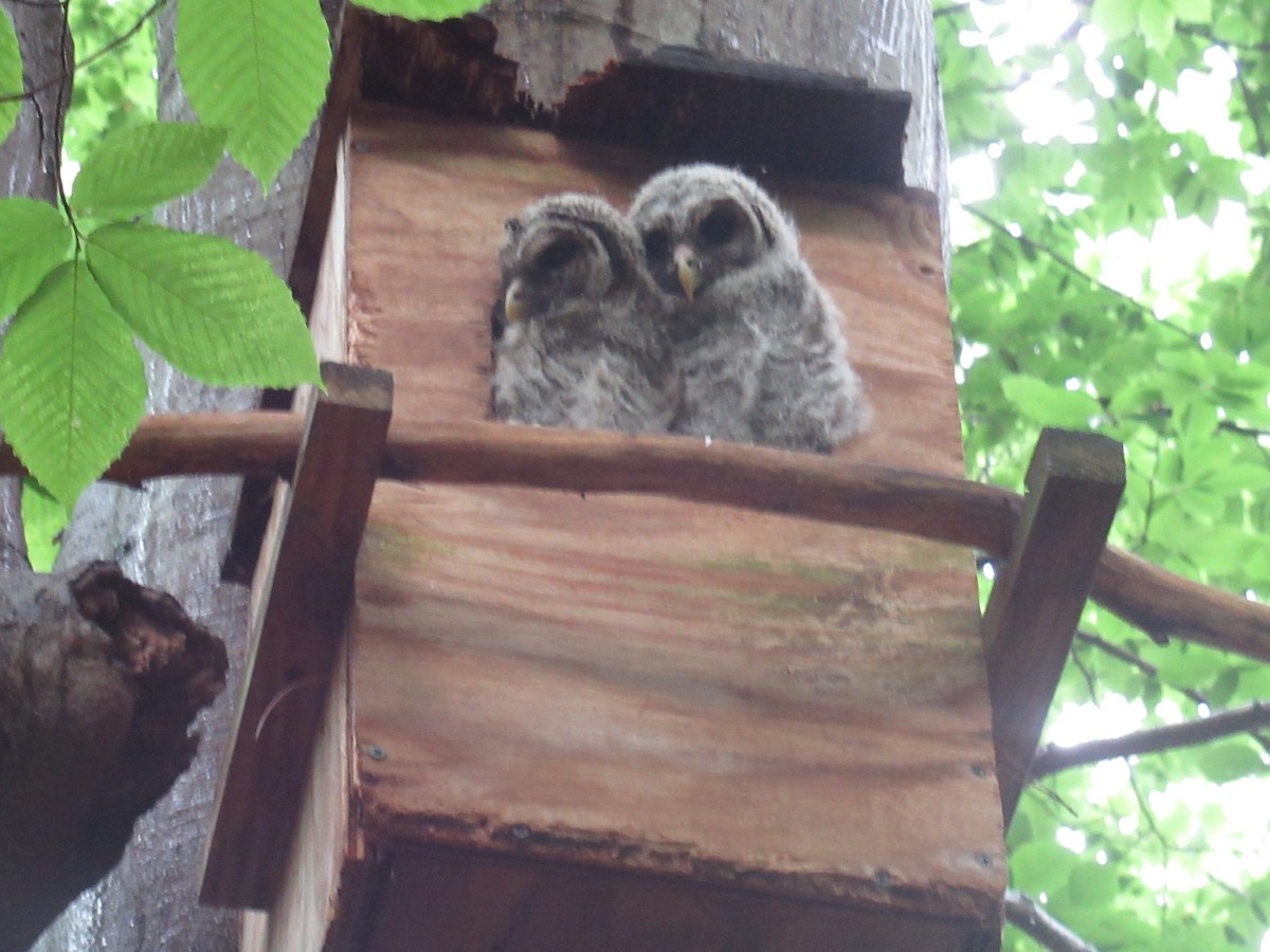 Barred Owl - ML618491491