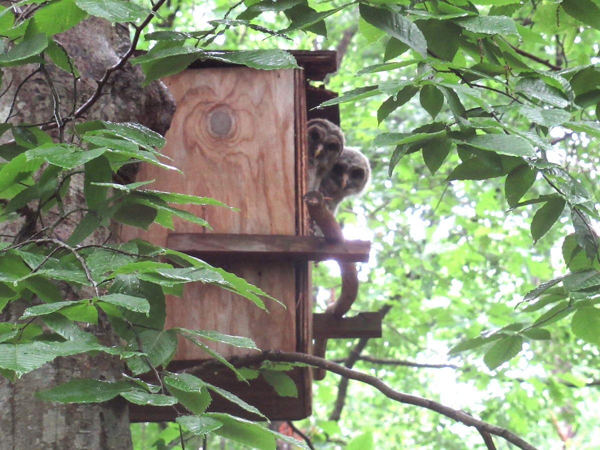 Barred Owl - ML618491493