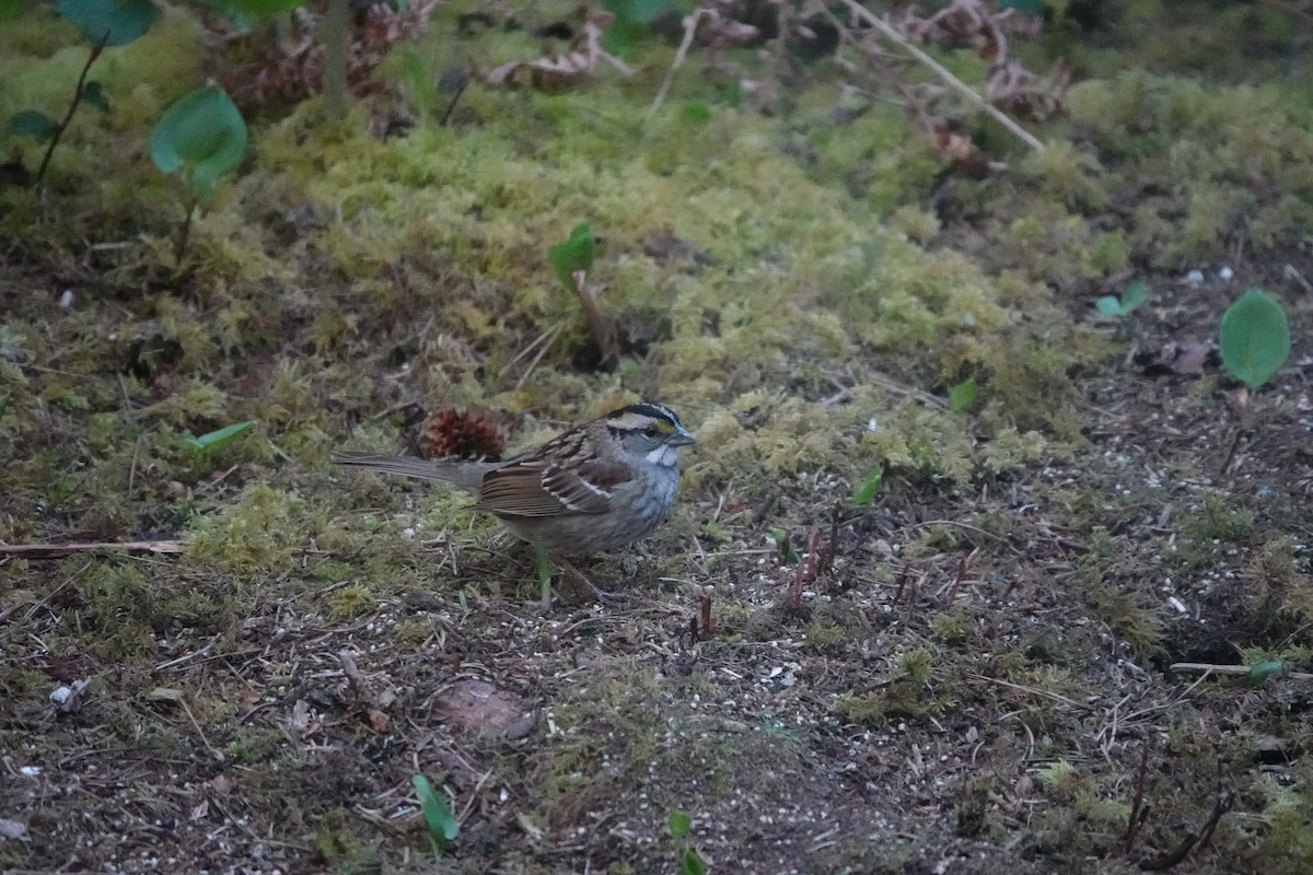 White-throated Sparrow - ML618491501