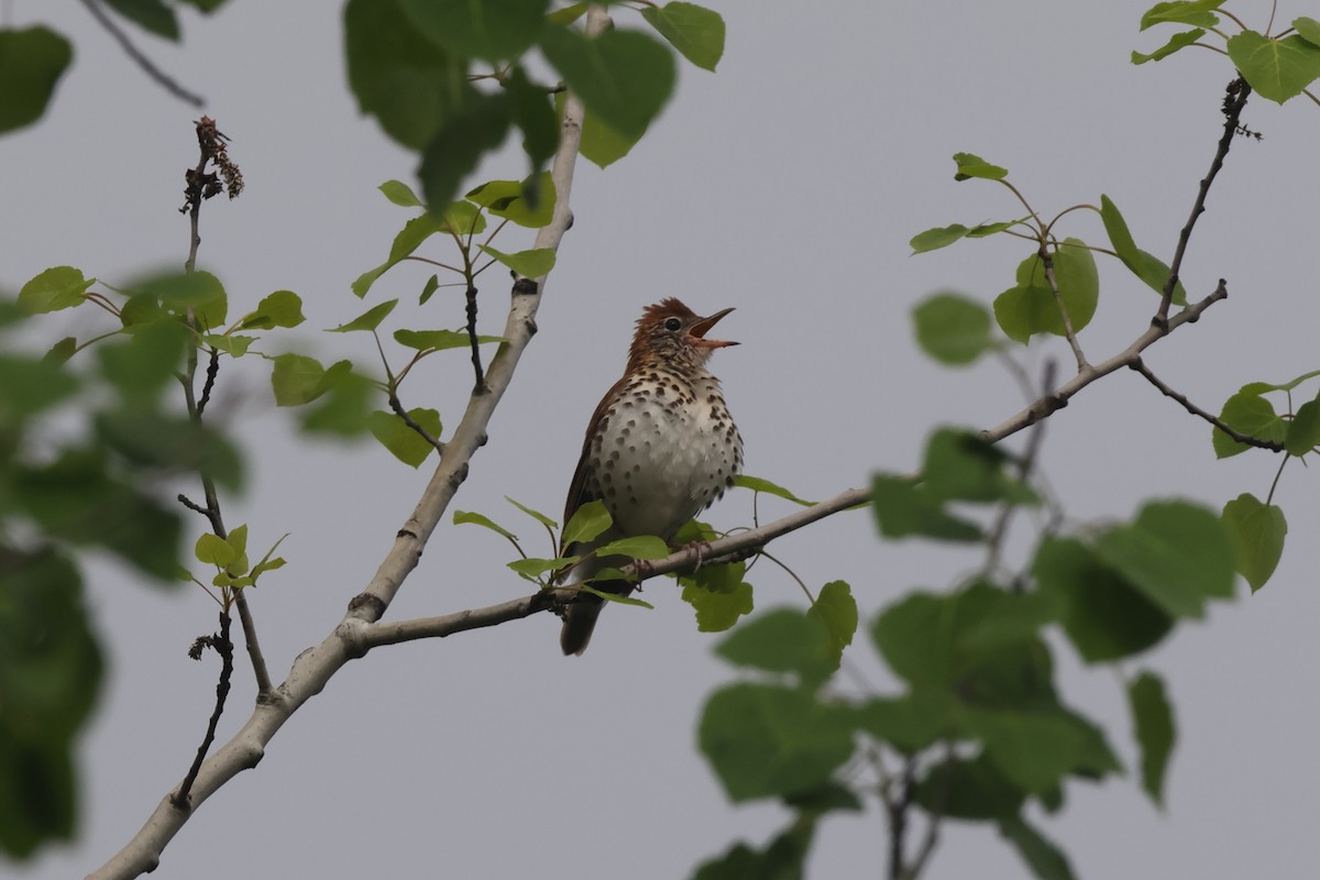 Walddrossel - ML618491502