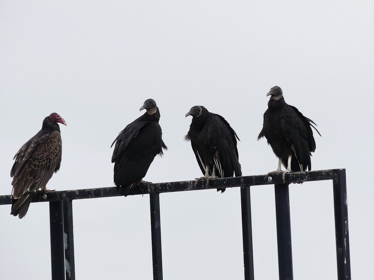 Black Vulture - Charles  Crawford