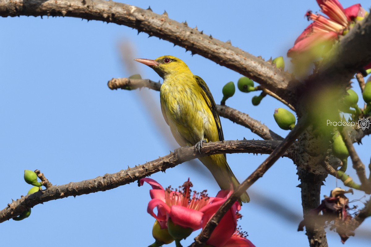 Indian Golden Oriole - Pradeep Choudhary