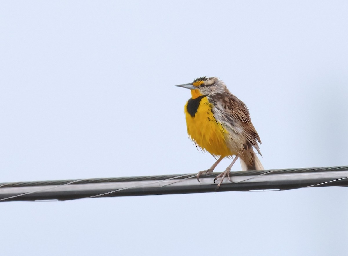 Eastern Meadowlark - Anir Bhat