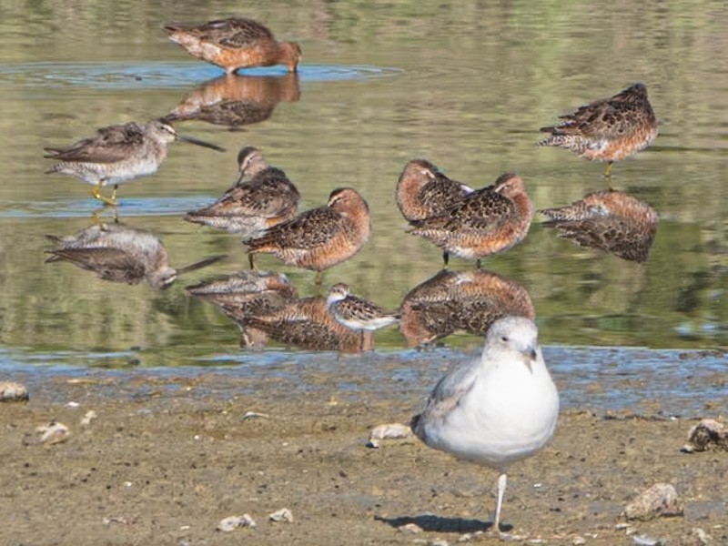 Long-billed Dowitcher - ML618491550