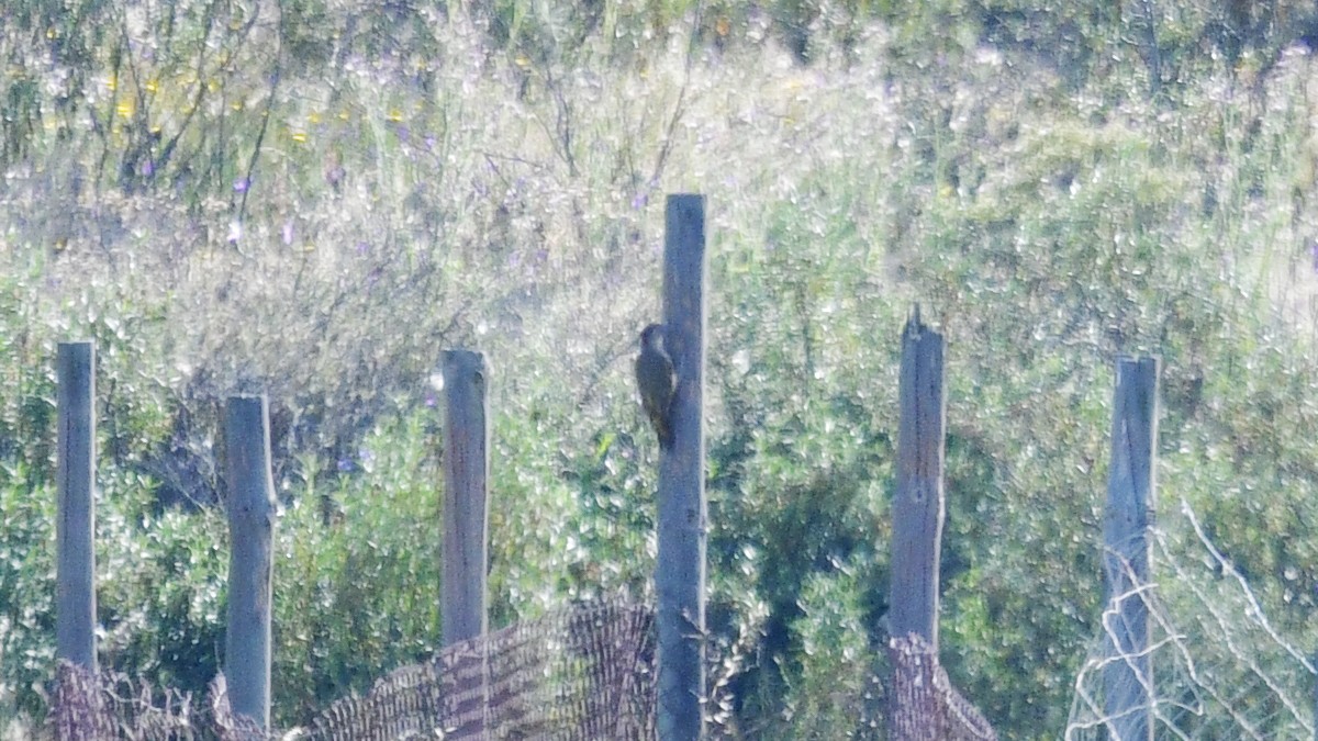 Iberian Green Woodpecker - Carl Winstead