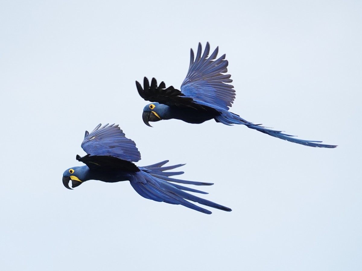 Hyacinth Macaw - Barry Reed
