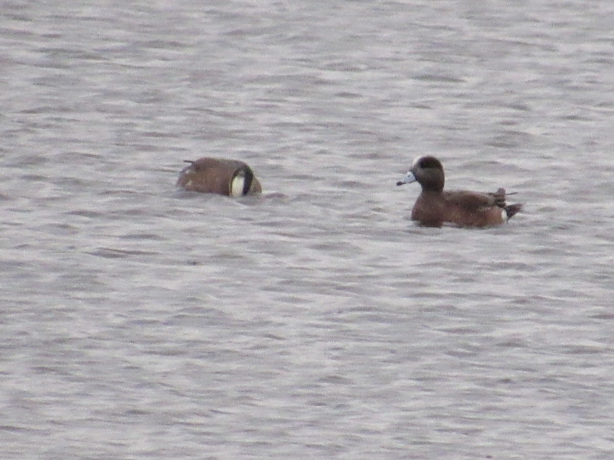 American Wigeon - ML618491584