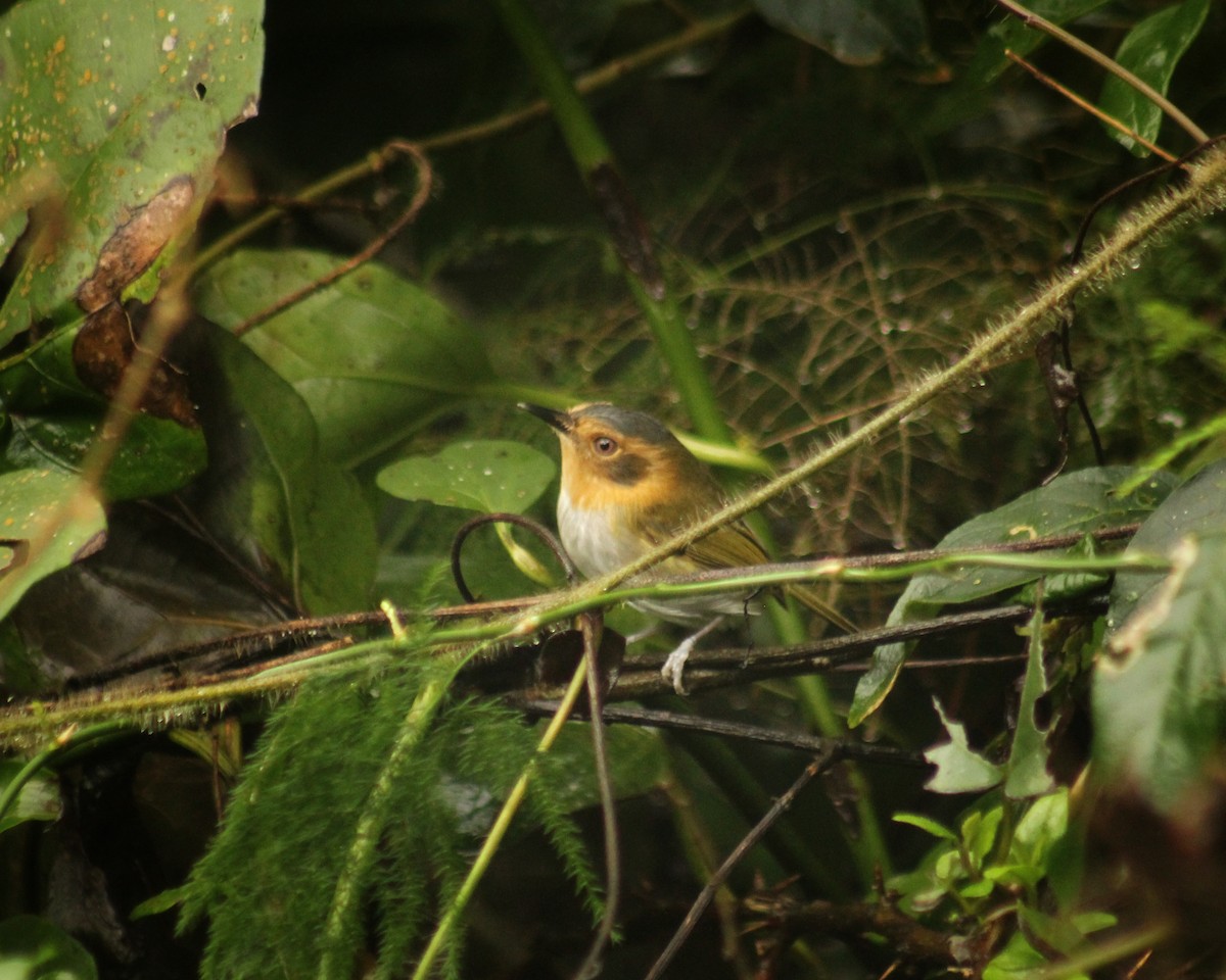 Ochre-faced Tody-Flycatcher - Guillermo Andreo