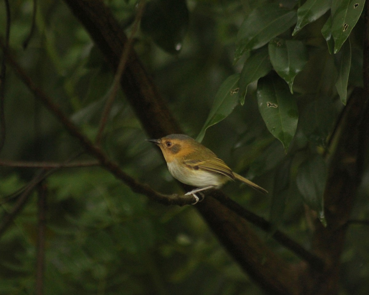 Ochre-faced Tody-Flycatcher - Guillermo Andreo
