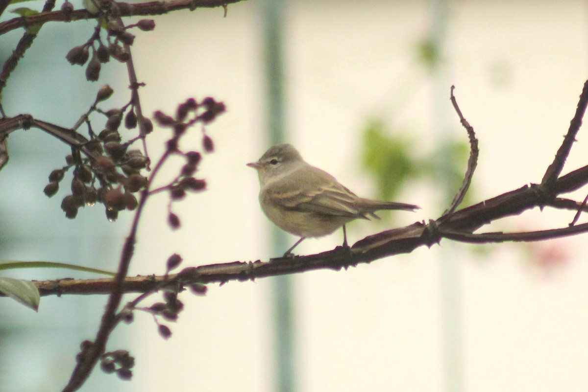 Southern Beardless-Tyrannulet (Southern) - Guillermo Andreo