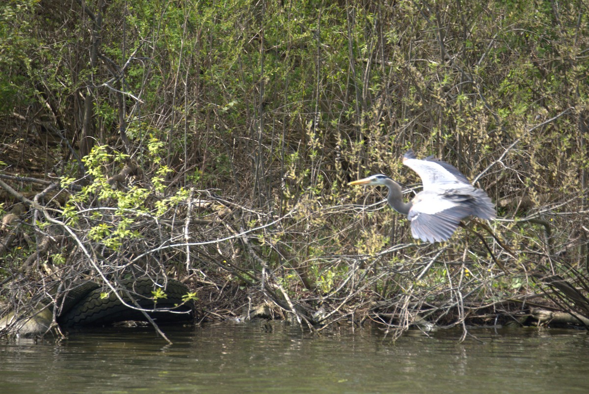 Great Blue Heron - Marcus Bute