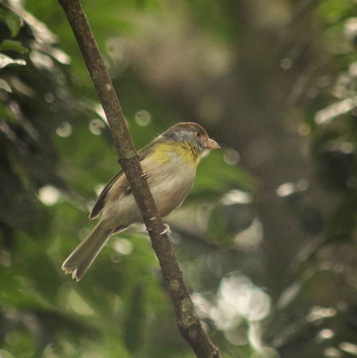 Віреон рудобровий (підвид ochrocephala) - ML618491616