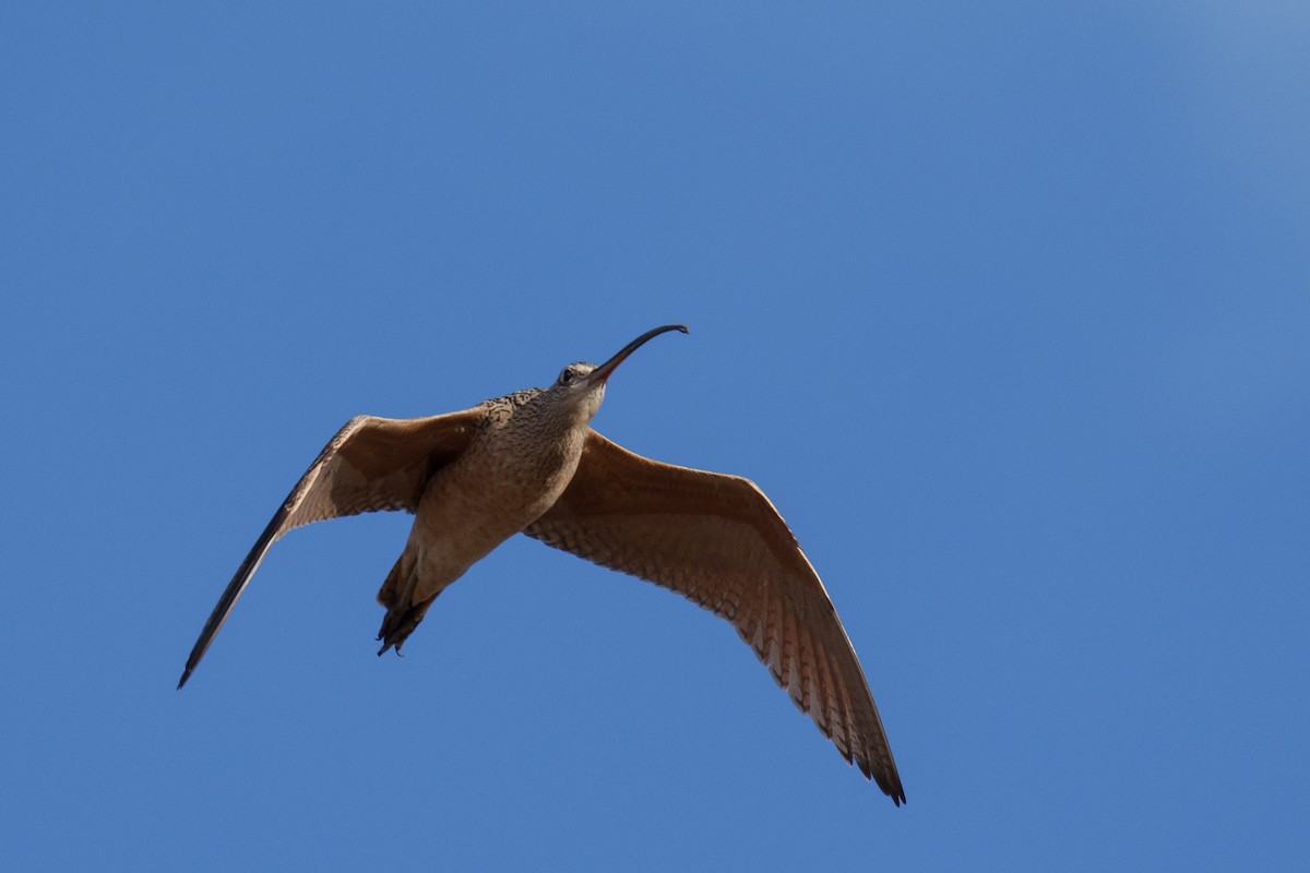 Long-billed Curlew - Linda Chittum