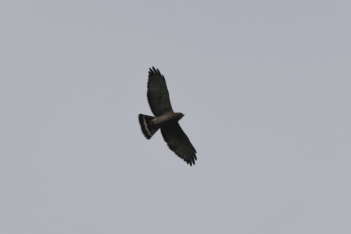 Broad-winged Hawk - ML618491690