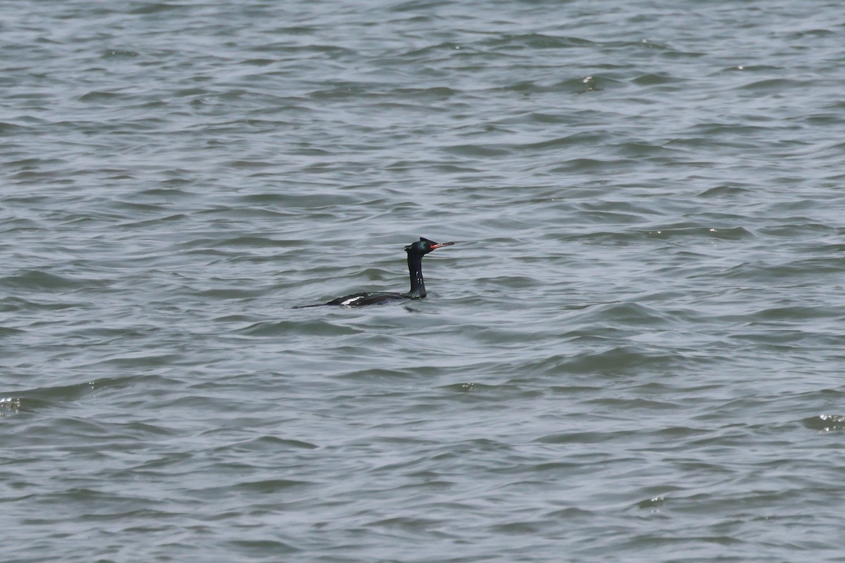 Pelagic Cormorant - Jui-Lin Chang