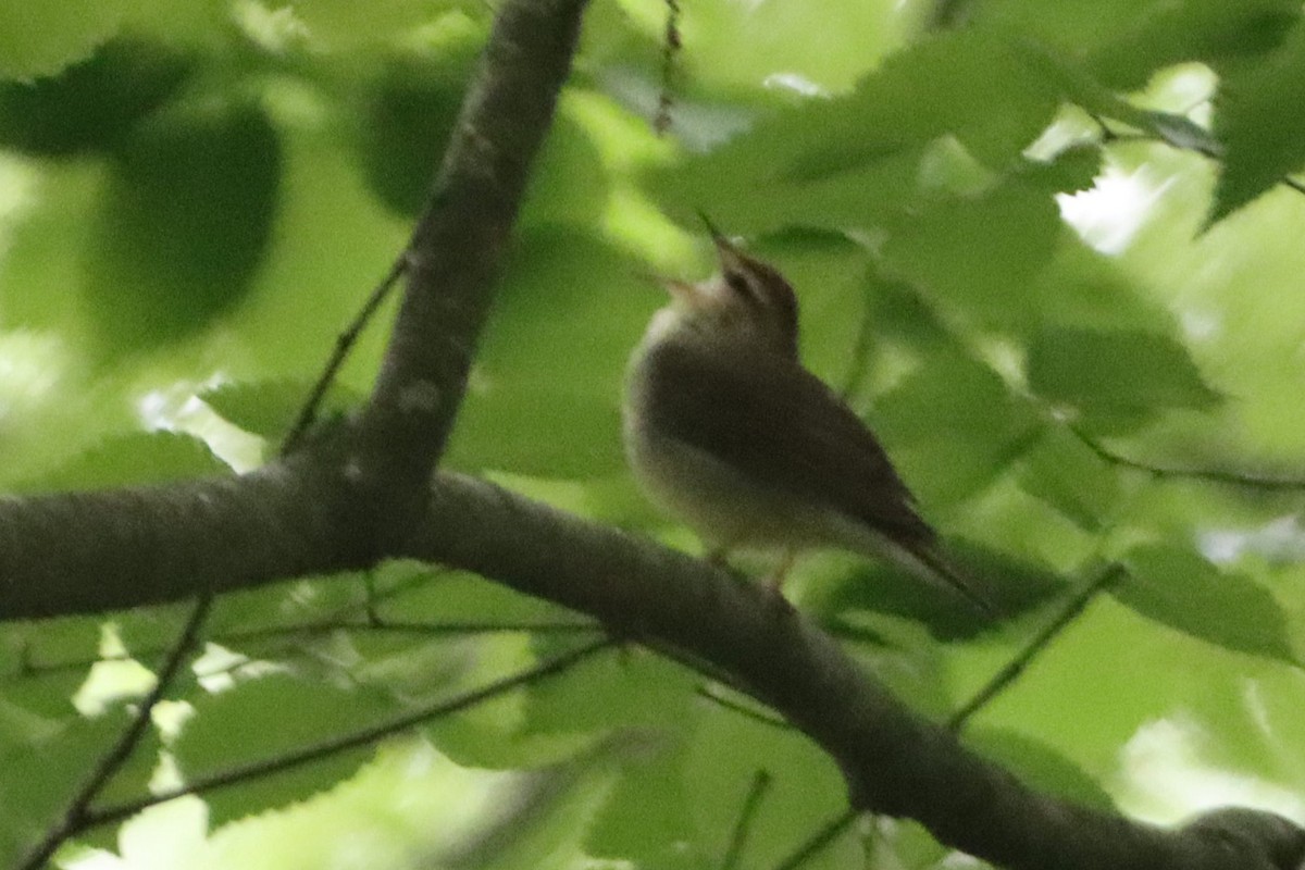 Swainson's Warbler - Johannes Hogrefe