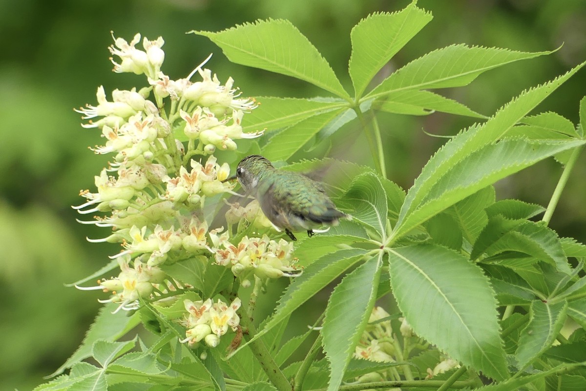 Ruby-throated Hummingbird - Anonymous