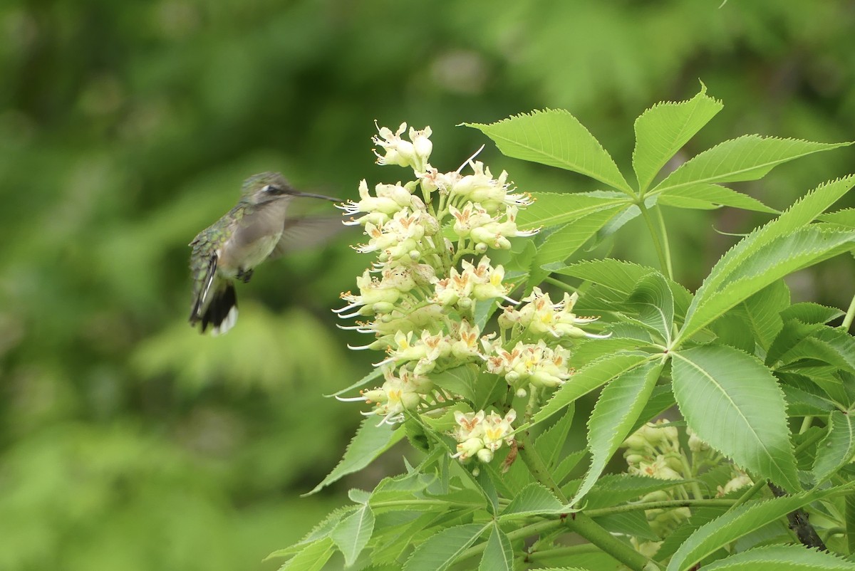 Ruby-throated Hummingbird - Anonymous