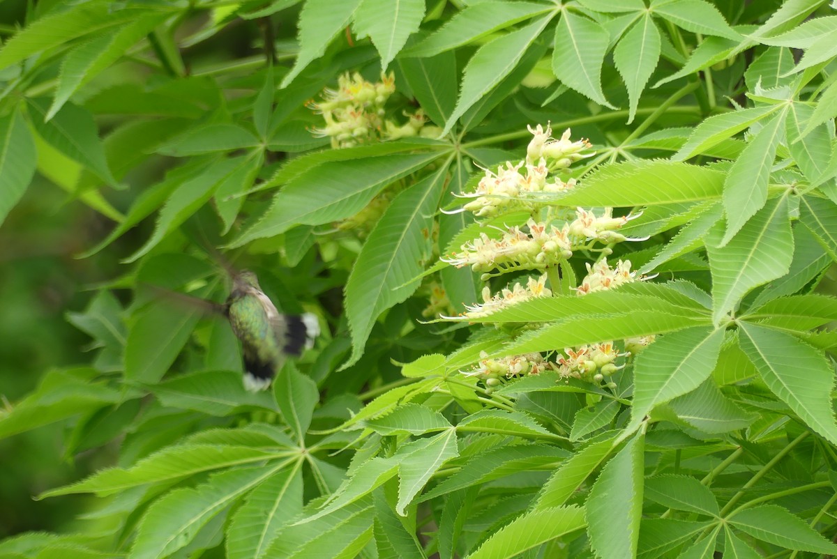 Ruby-throated Hummingbird - Anonymous