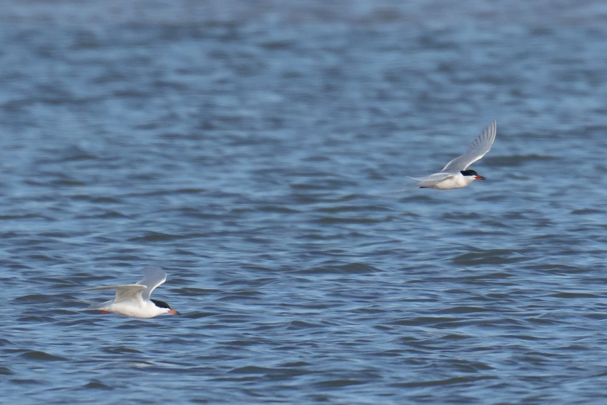 Forster's Tern - Linda Chittum