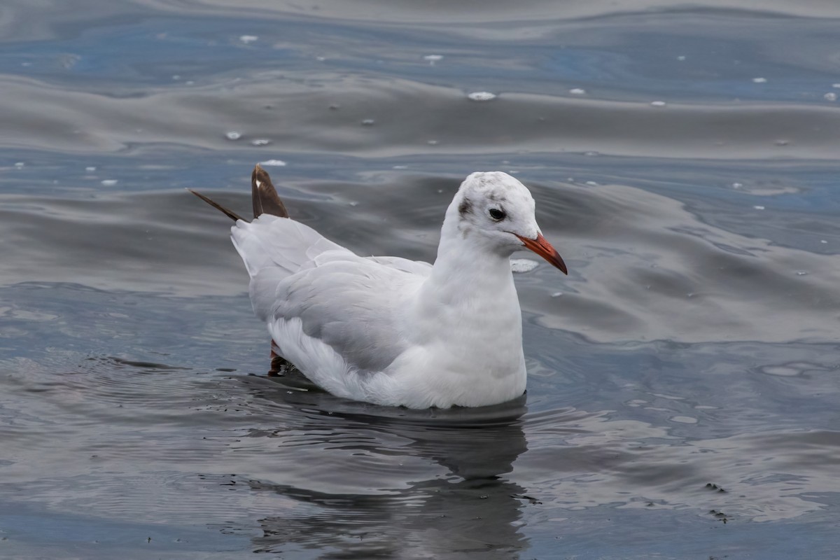 Brown-hooded Gull - Jodi Boe