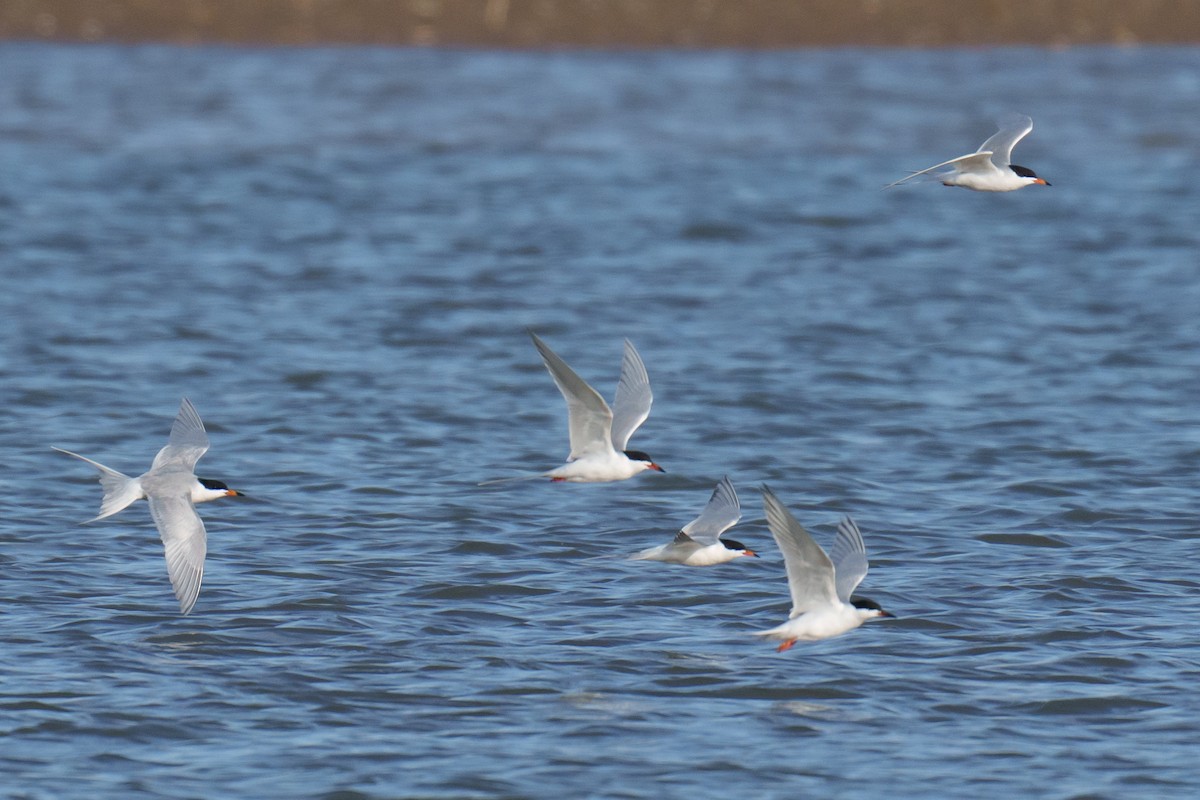 Forster's Tern - Linda Chittum