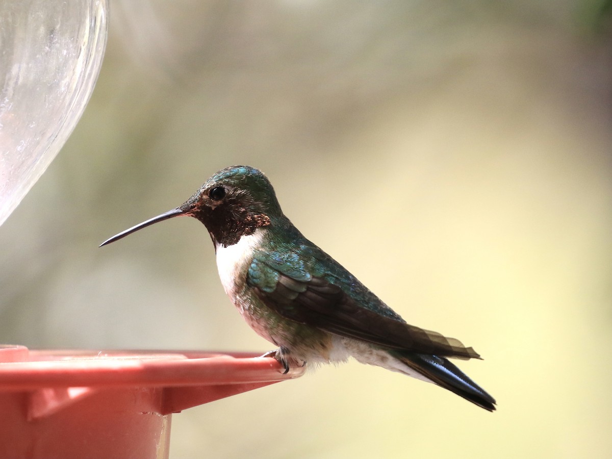 Broad-tailed Hummingbird - Michele Swartout