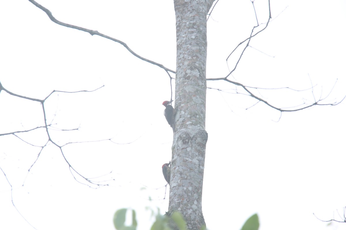 Guayaquil Woodpecker - Desmond Allen