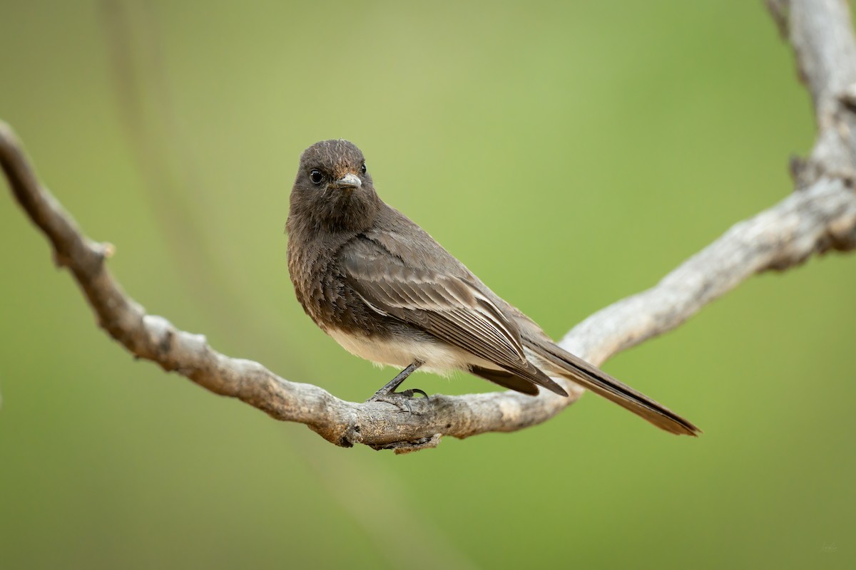 Black Phoebe - ML618491883