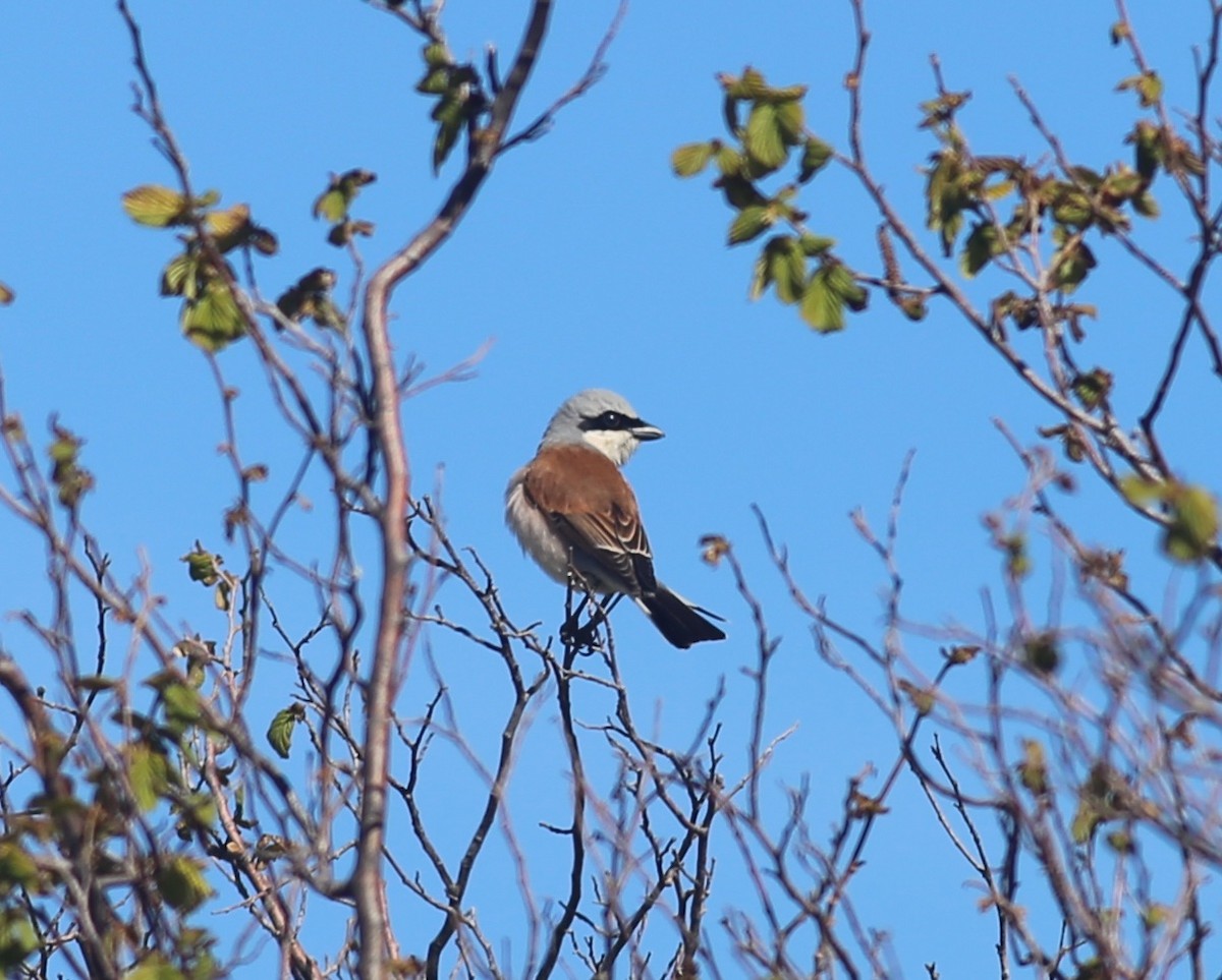 Red-backed Shrike - ML618491907