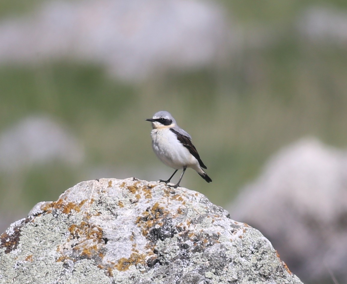 Northern Wheatear - ML618491921