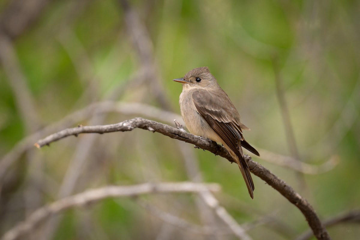 Western Wood-Pewee - ML618491922