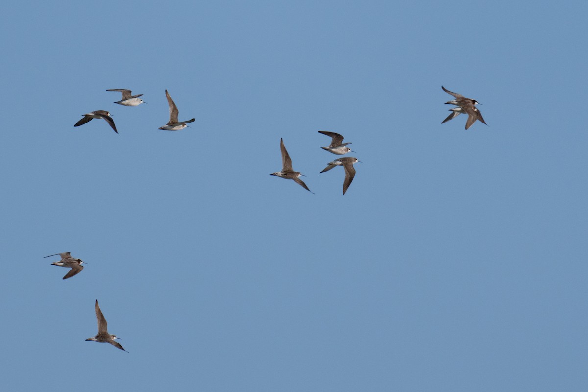 Wilson's Phalarope - Linda Chittum