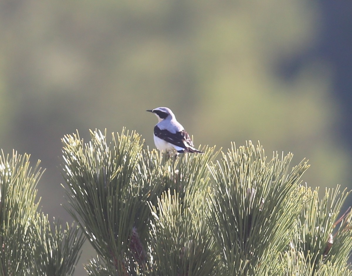 Northern Wheatear - Paul Bourdin