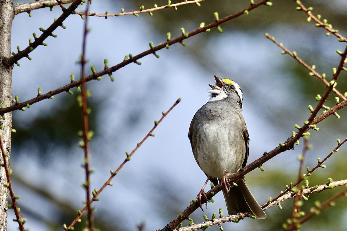 White-throated Sparrow - Yves Chalifour