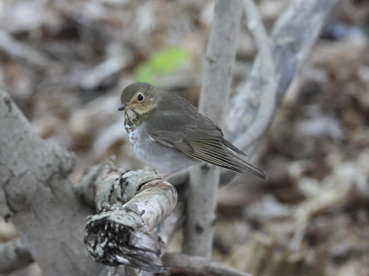 Swainson's Thrush - Joanne Morrissey