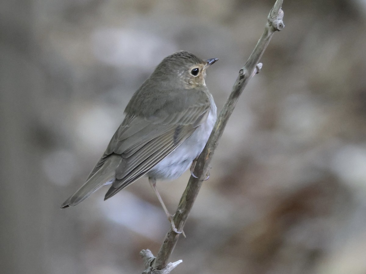 Swainson's Thrush - ML618492007