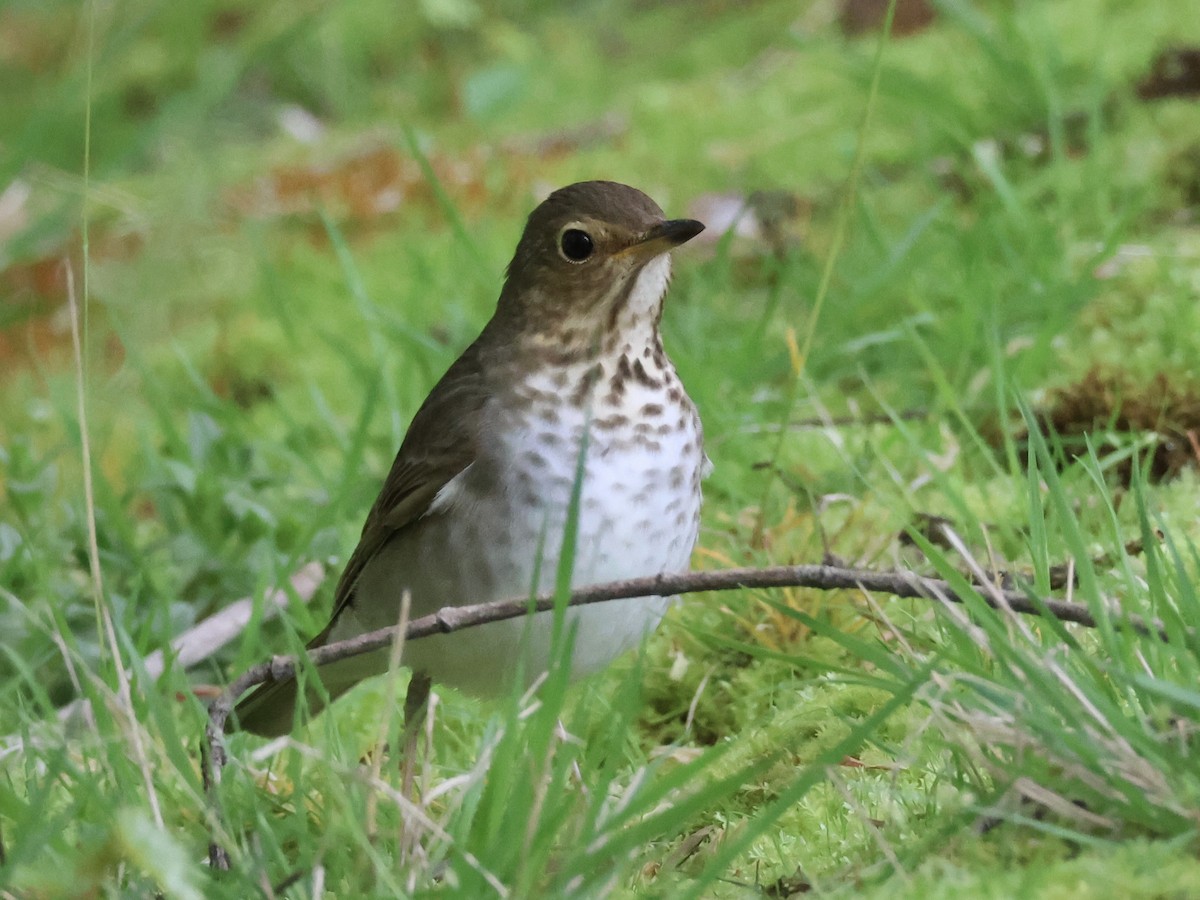 Swainson's Thrush - ML618492008