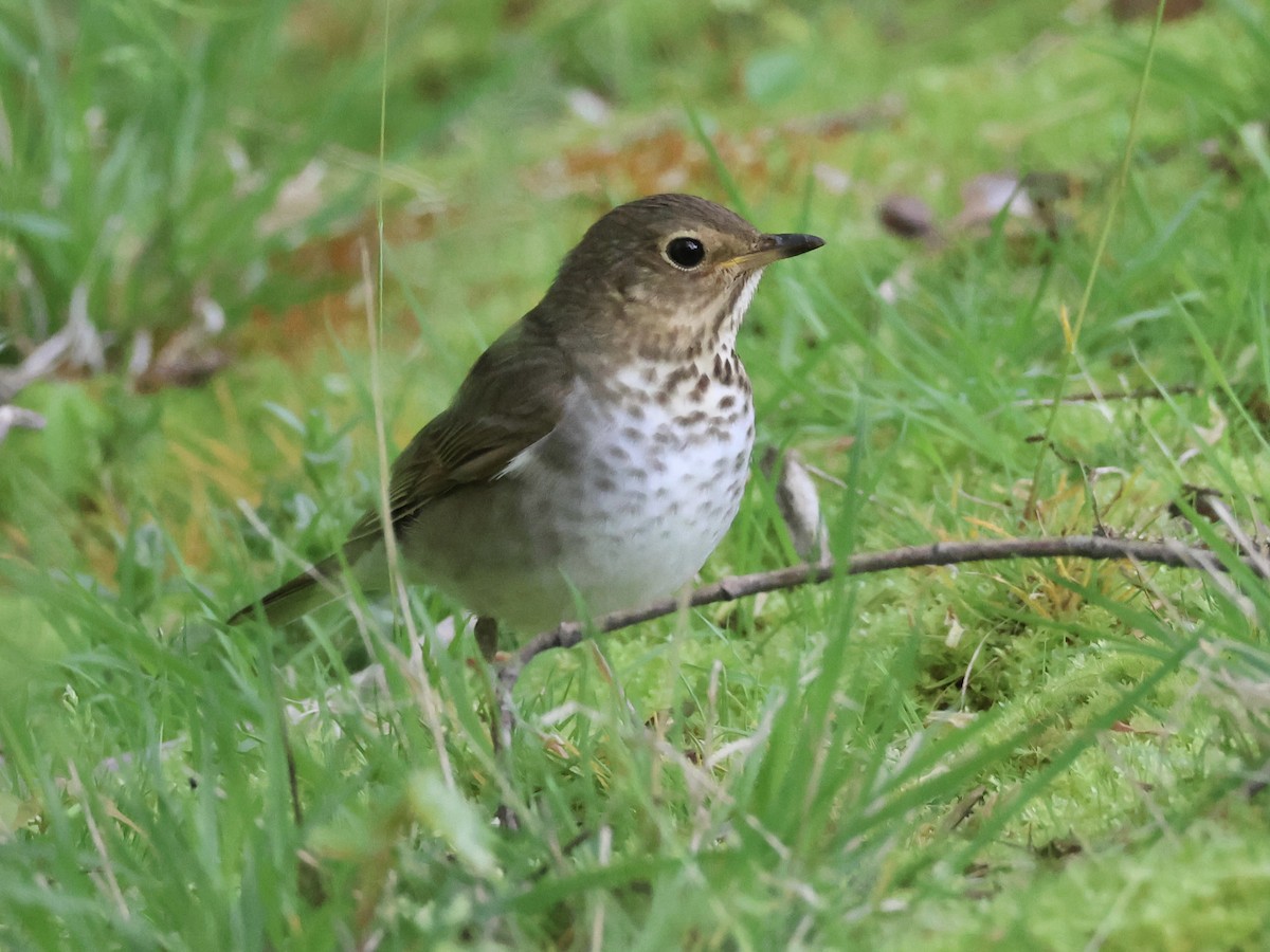 Swainson's Thrush - ML618492009