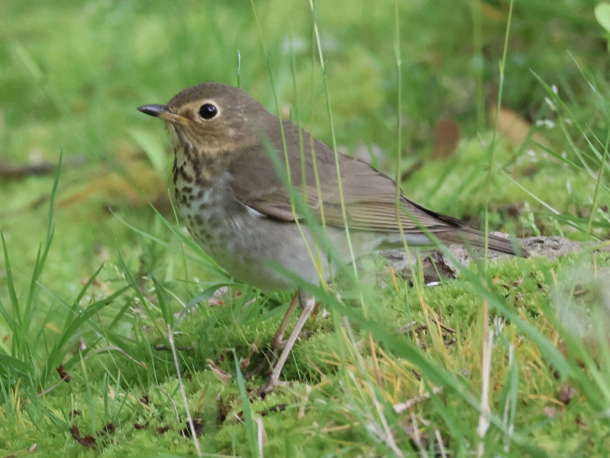 Swainson's Thrush - Joanne Morrissey