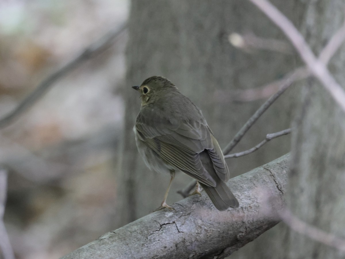 Swainson's Thrush - ML618492013