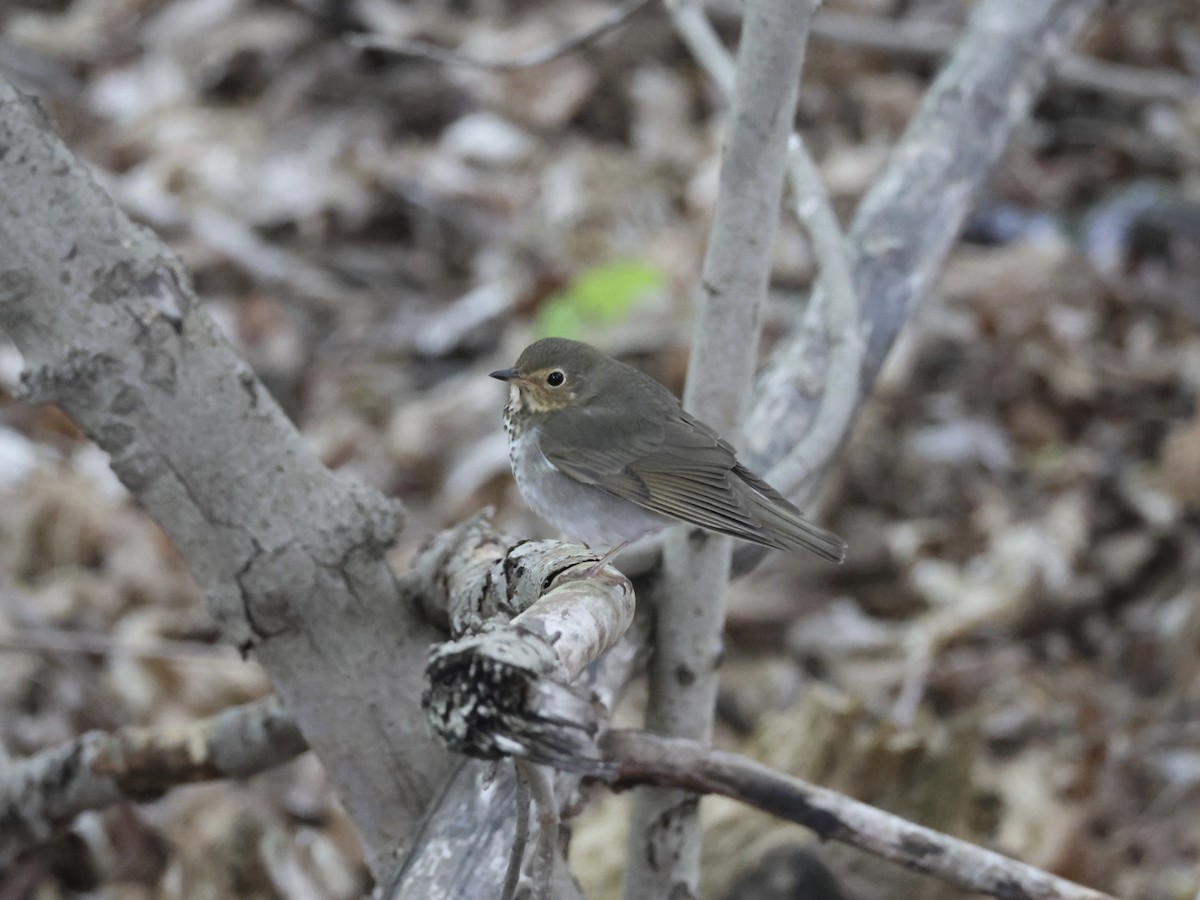 Swainson's Thrush - Joanne Morrissey