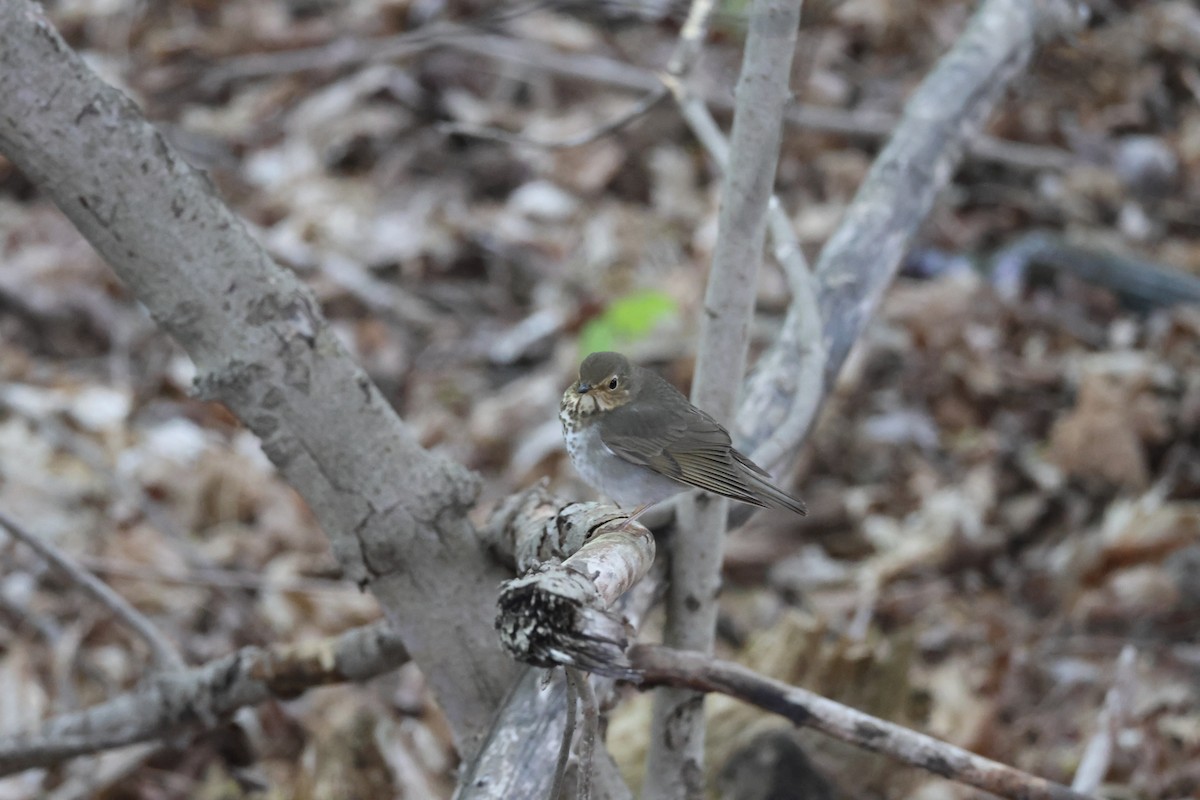 Swainson's Thrush - Joanne Morrissey