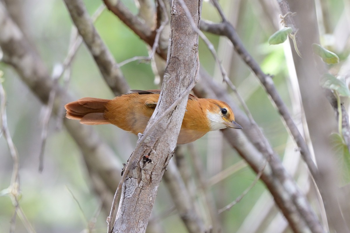 Great Xenops - Rodrigo Ferronato