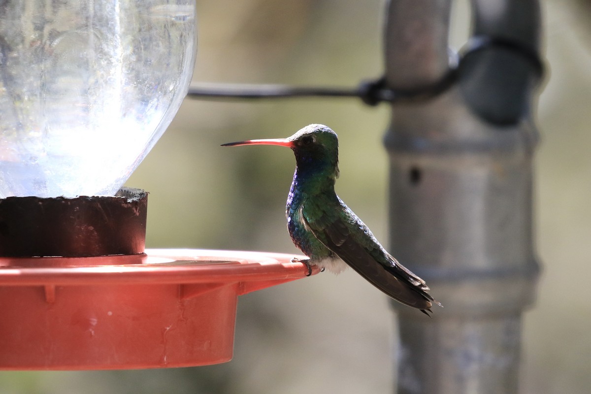 Broad-billed Hummingbird - Michele Swartout