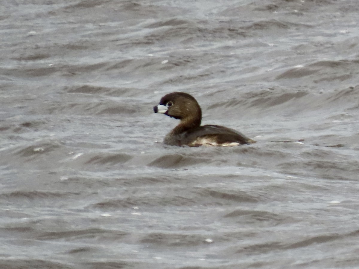 Pied-billed Grebe - Debbie van Zyl