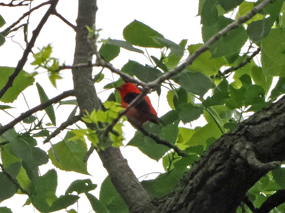 Scarlet Tanager - ML618492077