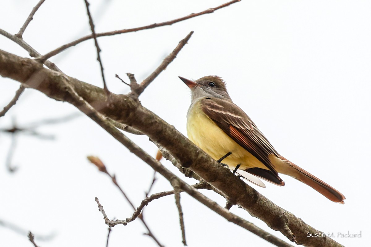 Great Crested Flycatcher - ML618492083