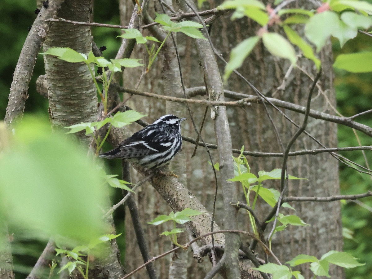 Paruline noir et blanc - ML618492099